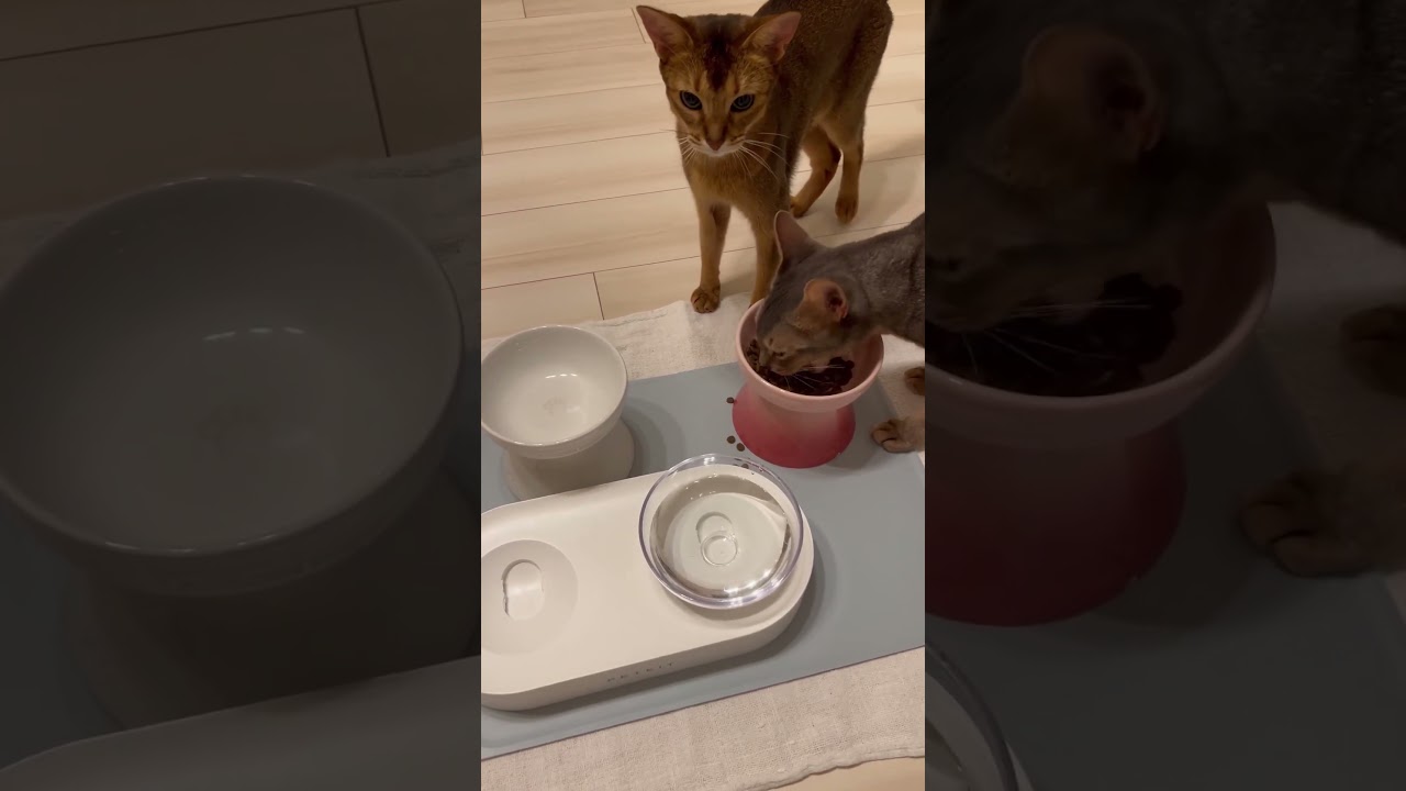 Ready… Set… Go!! 🏁💨 ...#Cat #Abyssinian #CatLife #CatLovers #猫 #アビシニアン