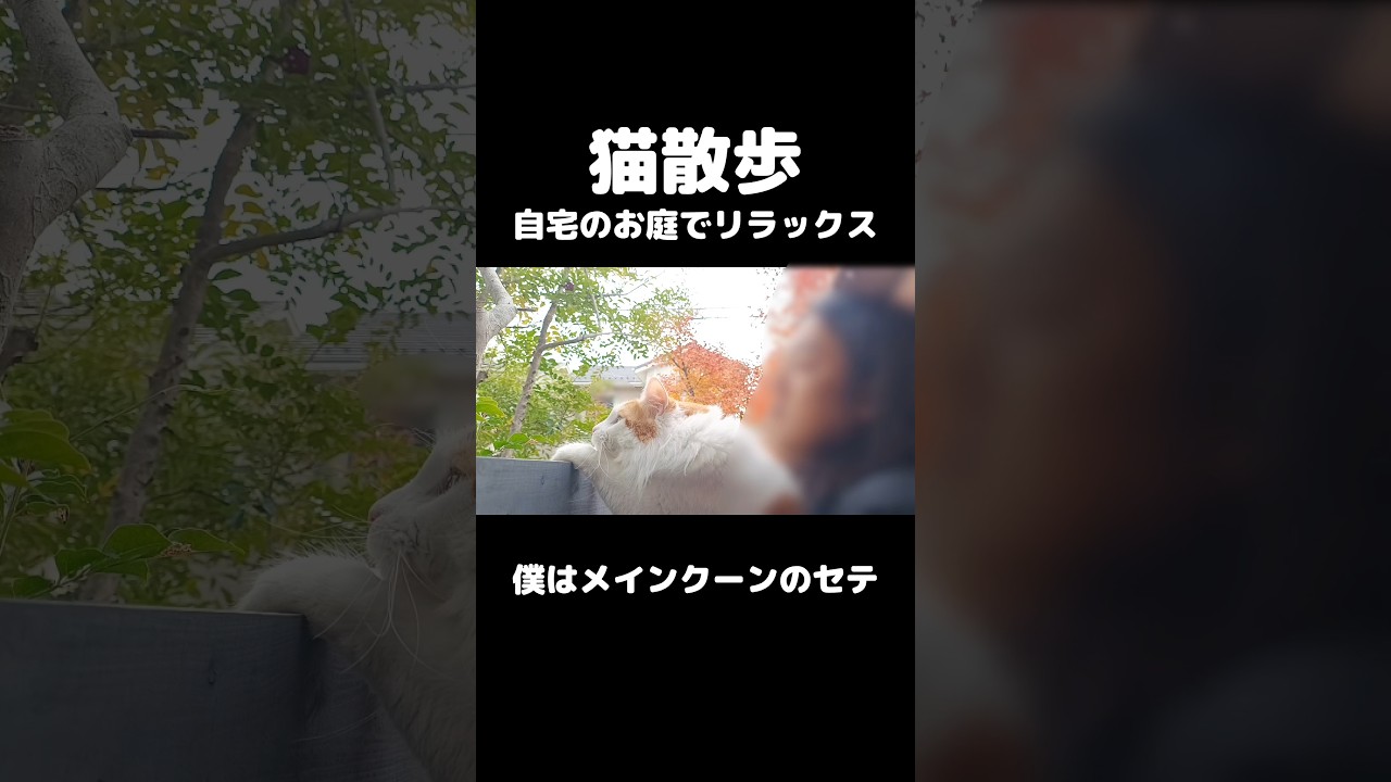 猫と庭でお散歩 #猫 #メインクーン #猫のいる暮らし #mainecoon #cat