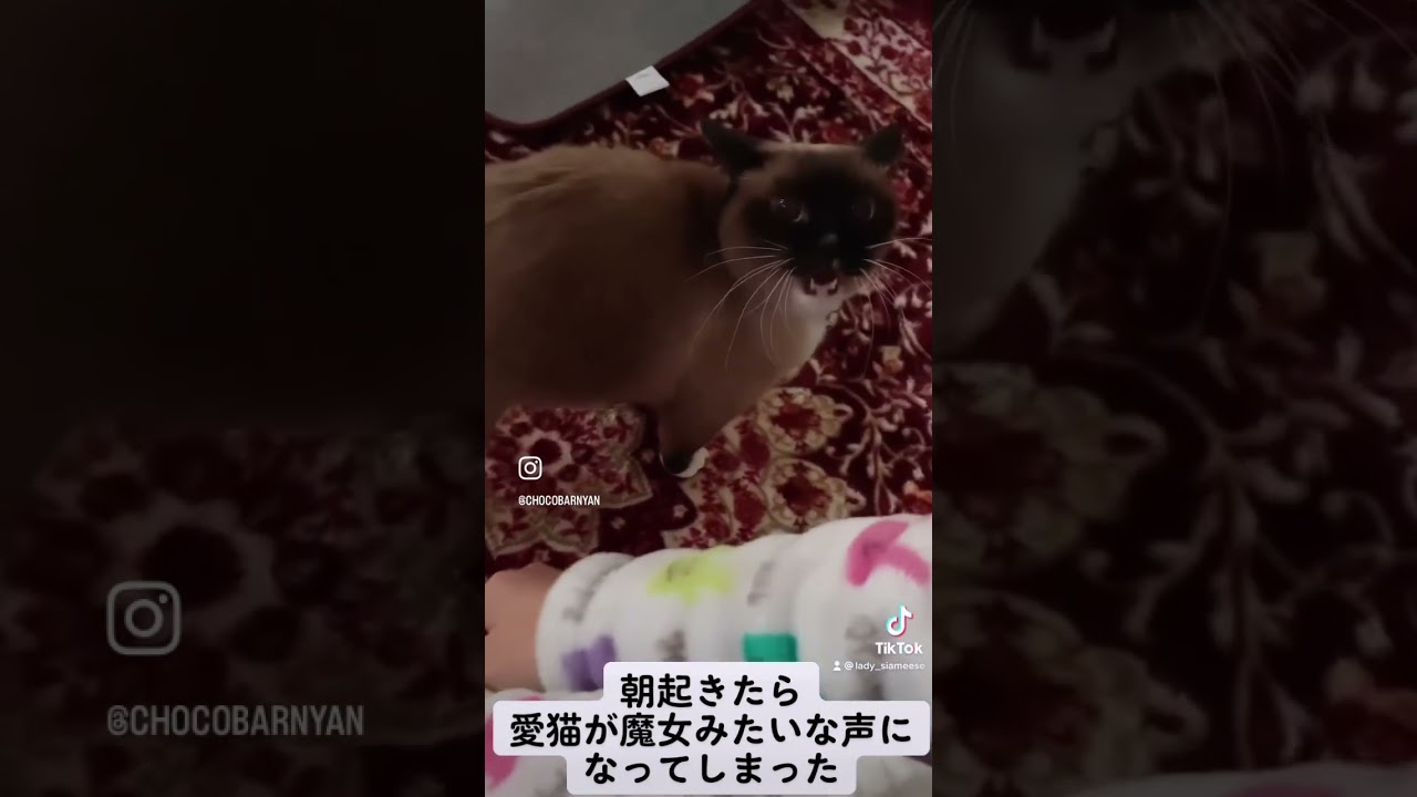愛猫 たぬシャム シャム猫のチョコ棒　女の子 #cat #シャム猫 #shorts