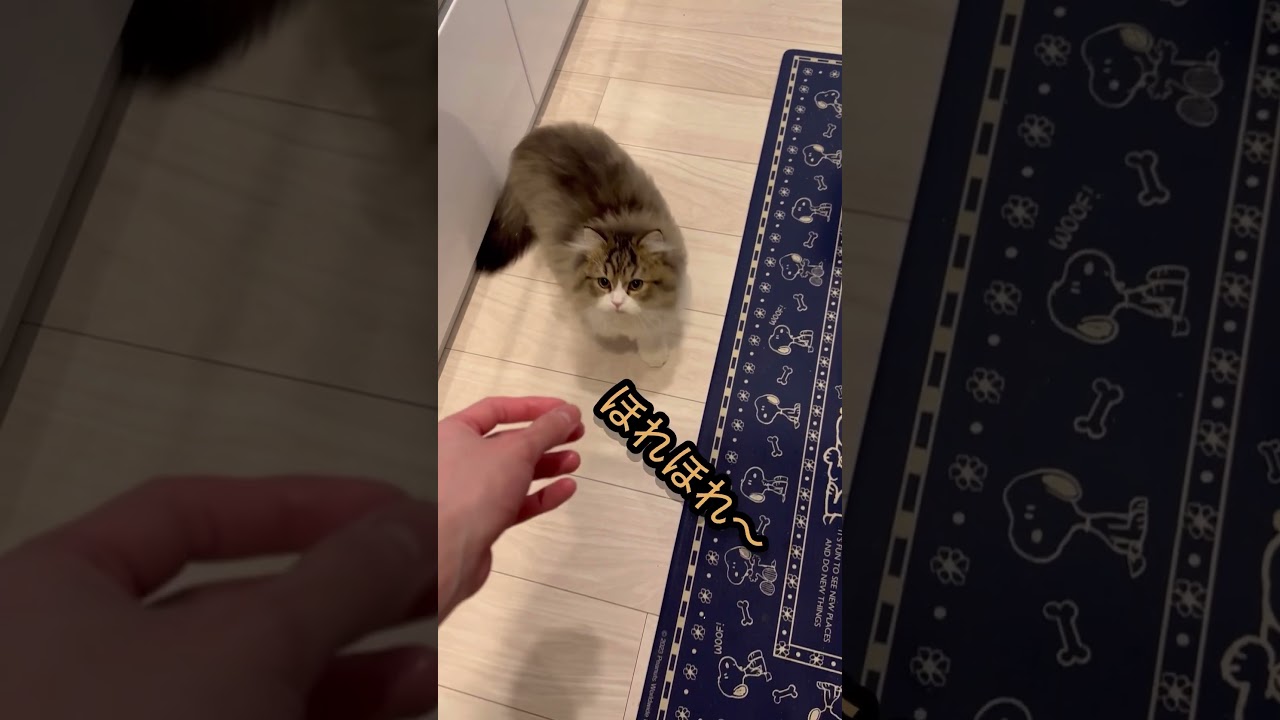 これは芸？？ #cat #猫　#猫のいる暮らし #ラガマフィン