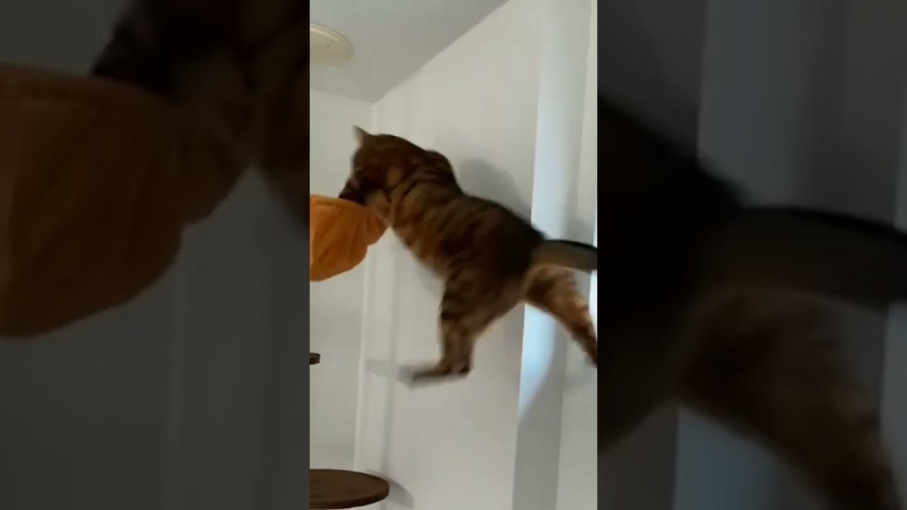 ほんとに猫？？？ #ベンガル猫 #cat #猫のいる暮らし #shorts