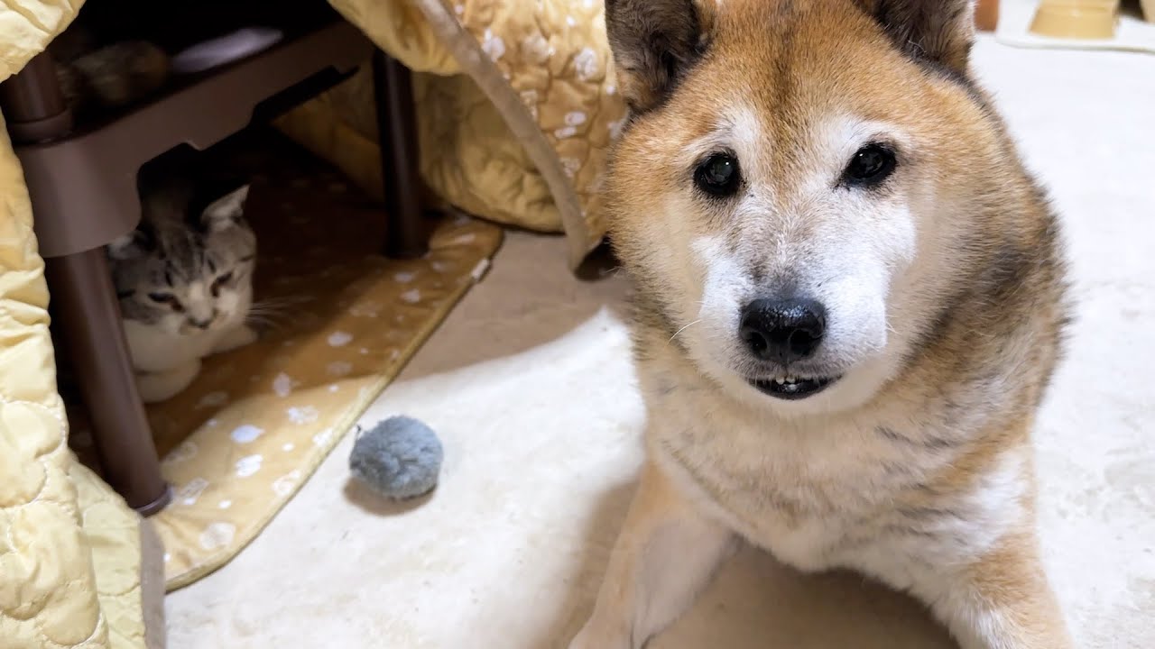 子猫の頃目が見えなかった猫に人一倍気にかけそっと寄り添う優しい柴犬