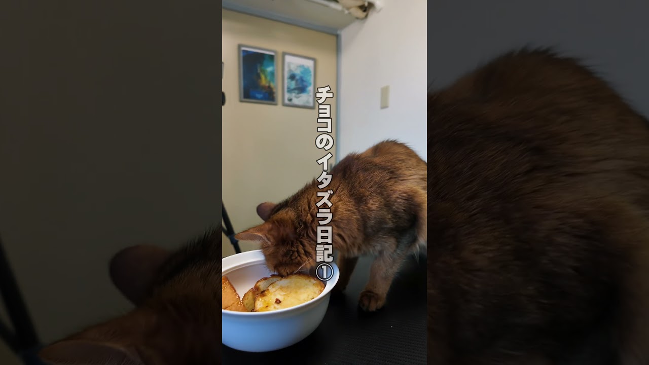 チョコのイタズラ日記① #ソマリ #ペット #ベンガル #猫