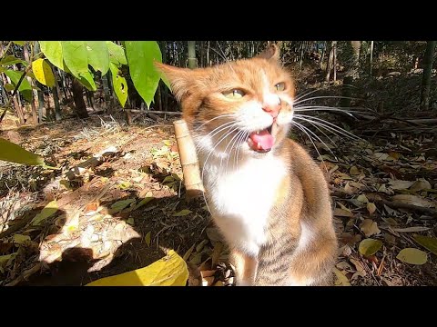 父と娘猫の散歩中の会話が普通に親子