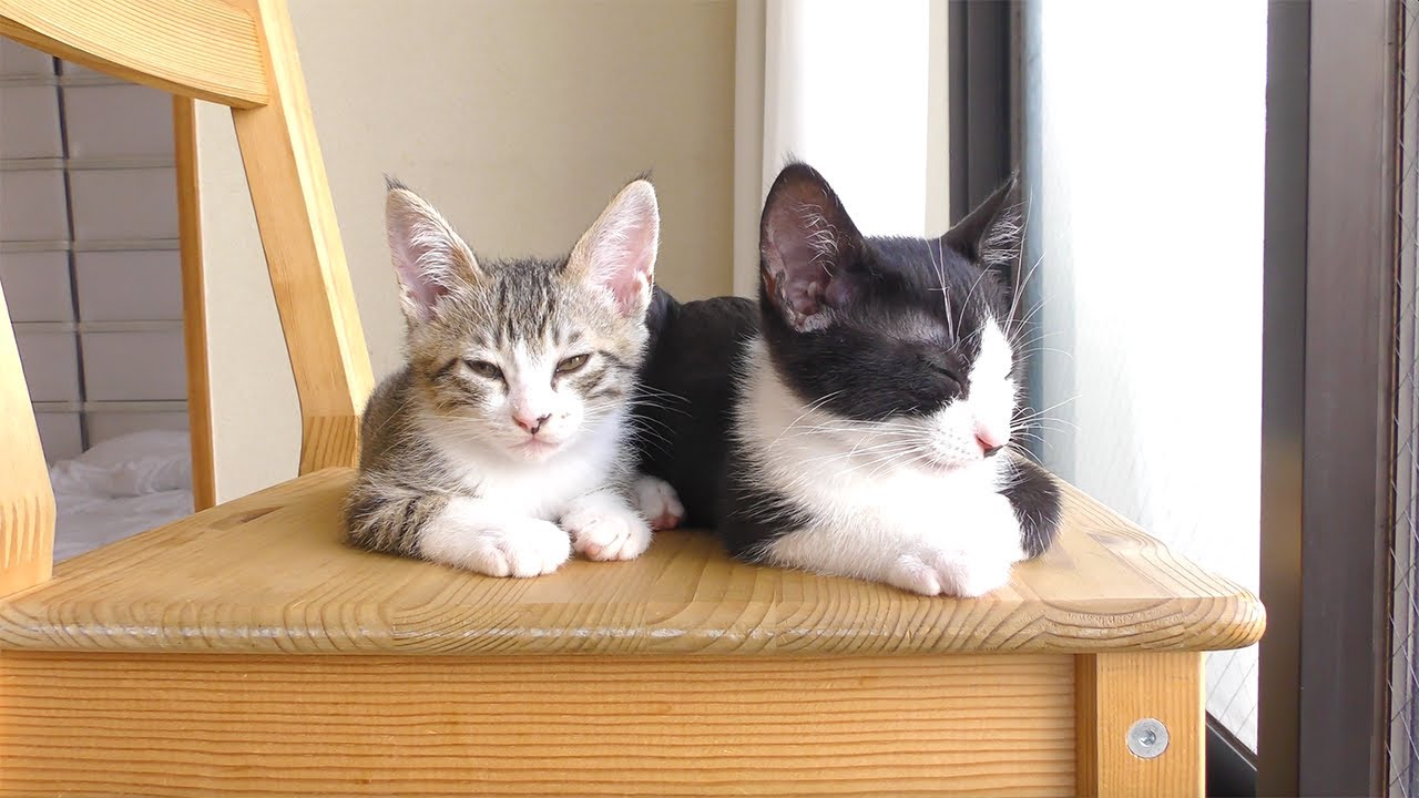 日向ぼっこをしてたら気持ちよすぎて子猫たちがこうなっちゃいました...笑