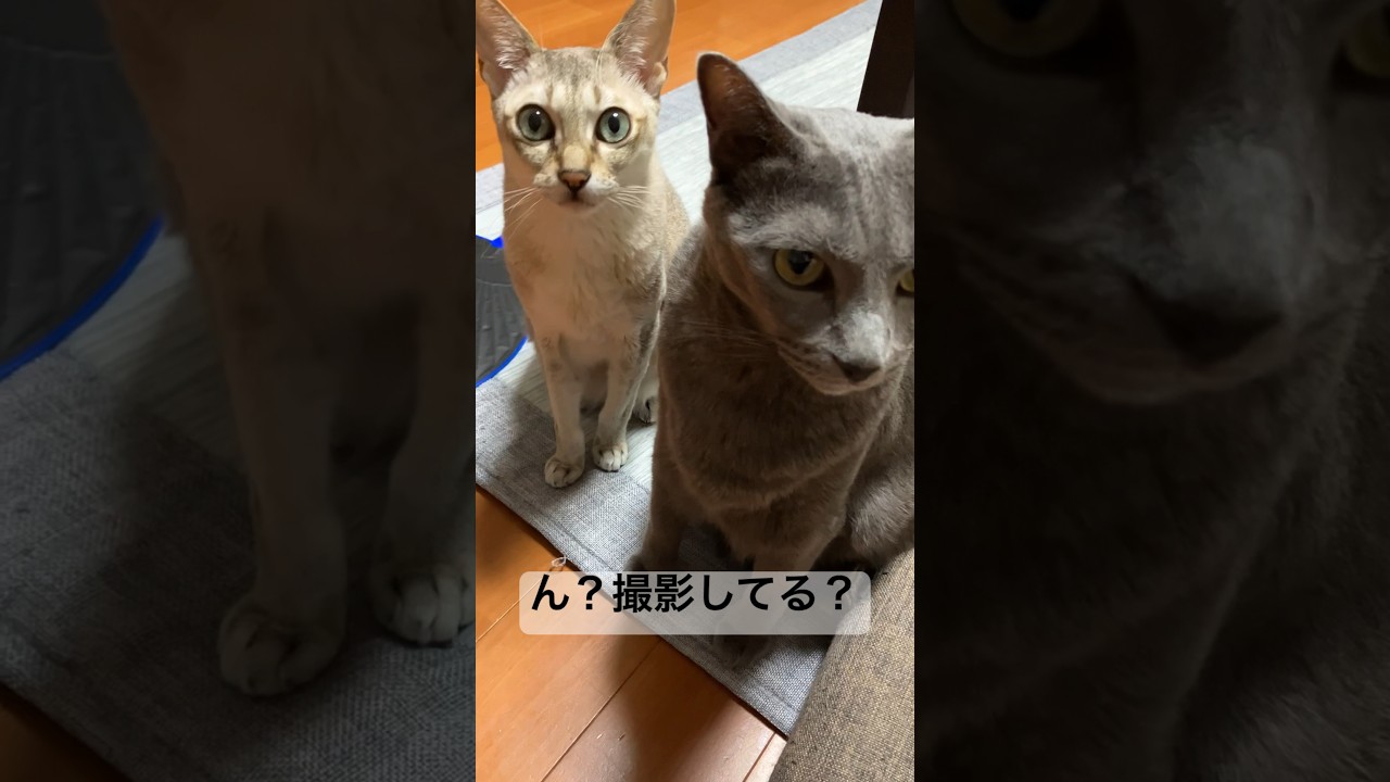 急にカメラ目線になるロシアンブルーとシンガプーラ