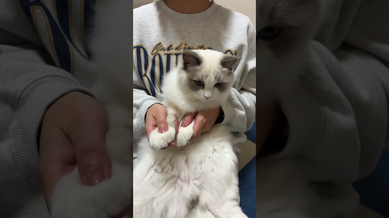 ラグドールのいっぺいと流行の曲で踊ってみた🐈 #ラグドール #cat #猫のいる暮らし #いっぺいdialy #猫動画 #猫好きさんと繋がりたい #はぴねこ #ねこ
