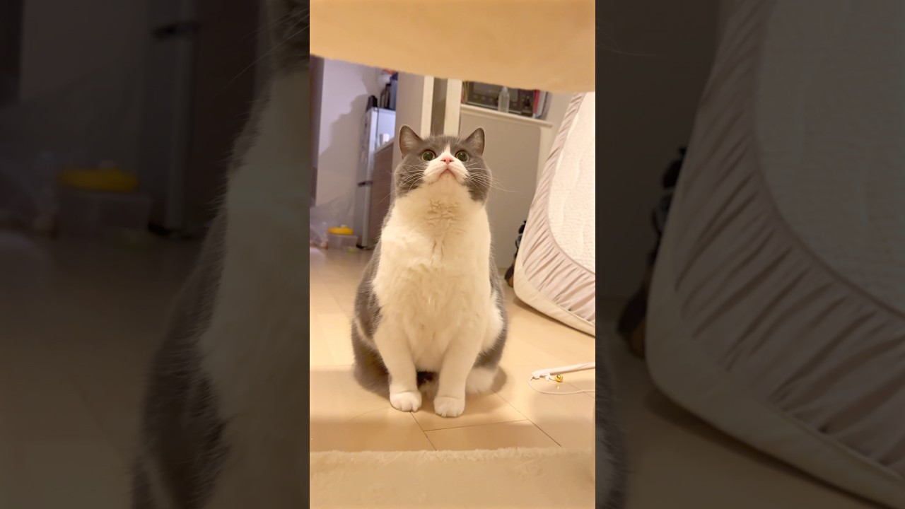 初めてのキャットタワー🤣 #猫 #cat #ブリテッシュショートヘアー #猫のいる暮らし #ジャンプ #チャレンジ #キャットタワー #でぶねこ