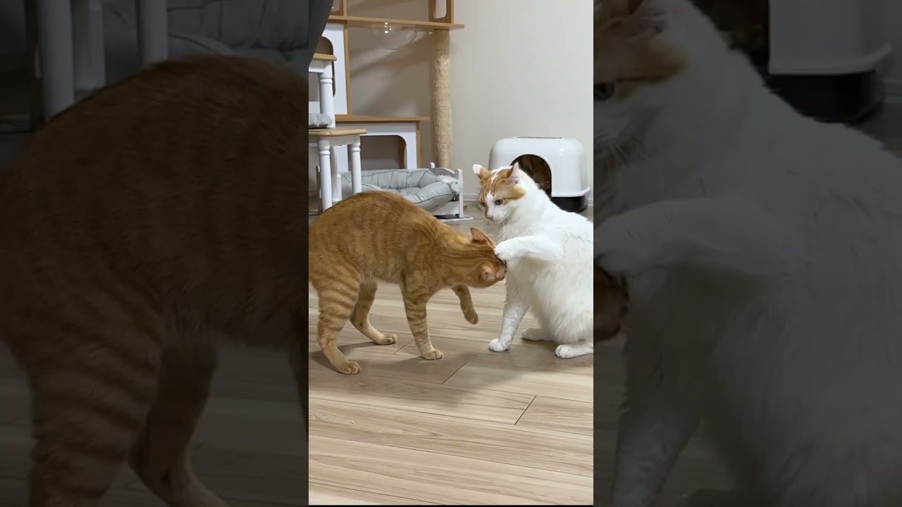 毎日やりたい放題な猫たちまとめww #cat #ねこ#funny