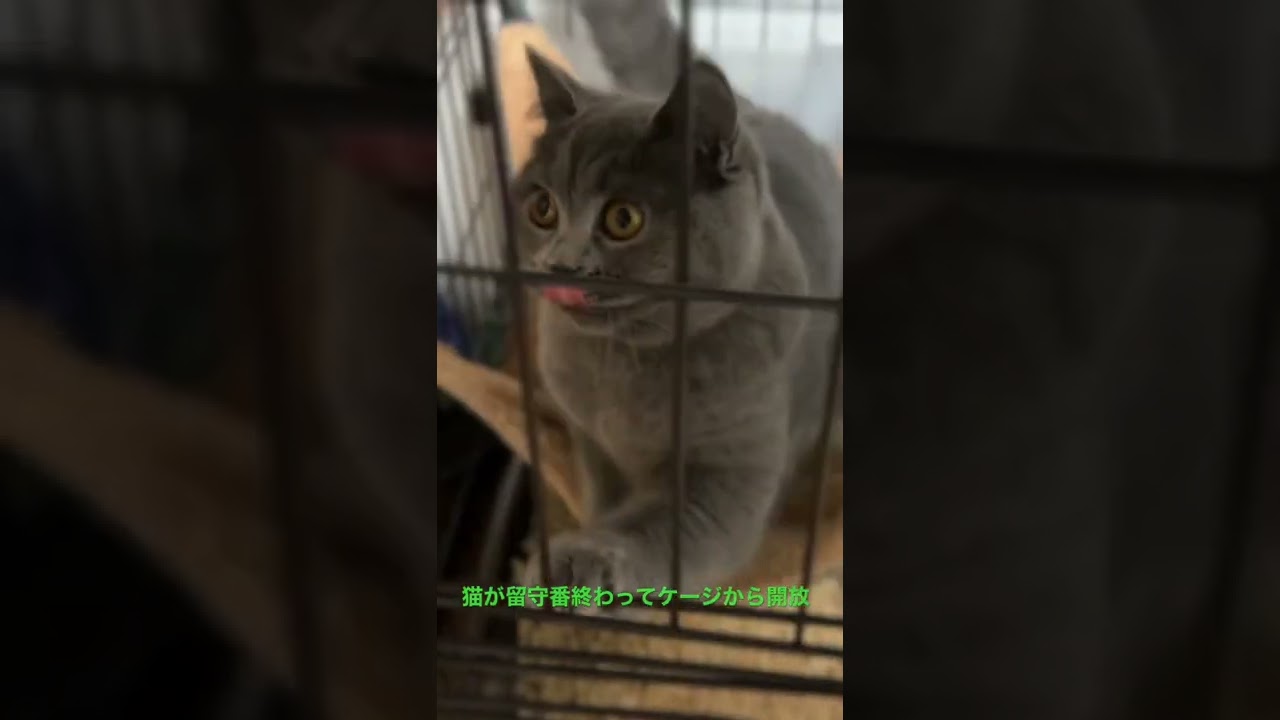 猫が留守番終わってケージから開放。ブリティッシュショートヘアあんず。
