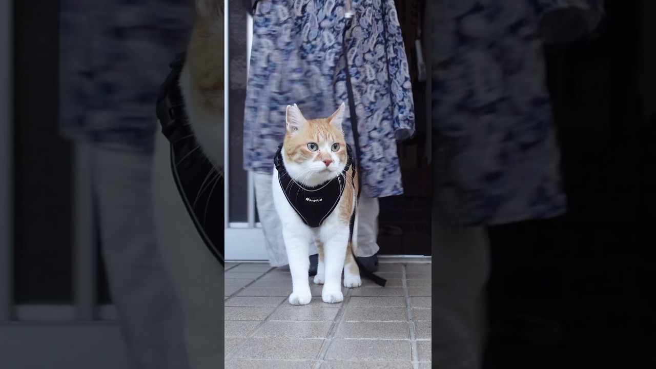 散歩へ行く姿が完全に侍な猫 #元野良猫チャチャ #猫武将 #ねこ #ネコ #猫 #チャチャ