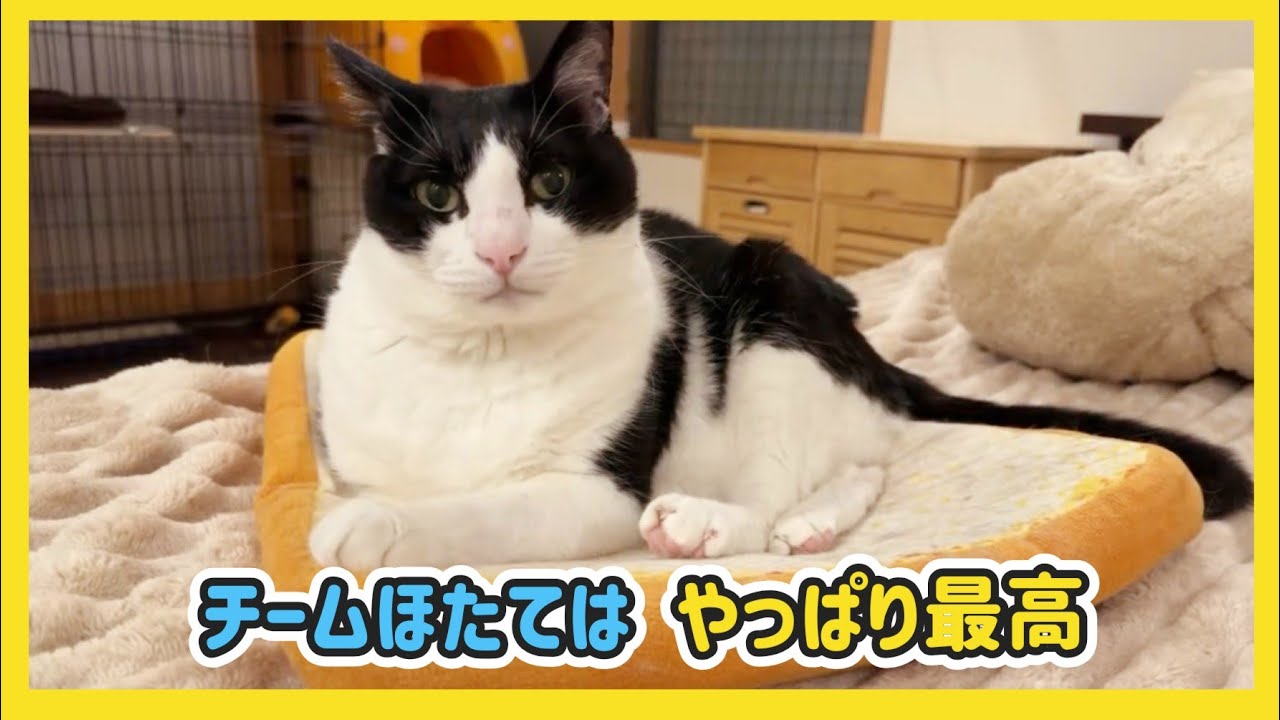 🔴【にこりら】チームホタテ部屋からこんばんは♪