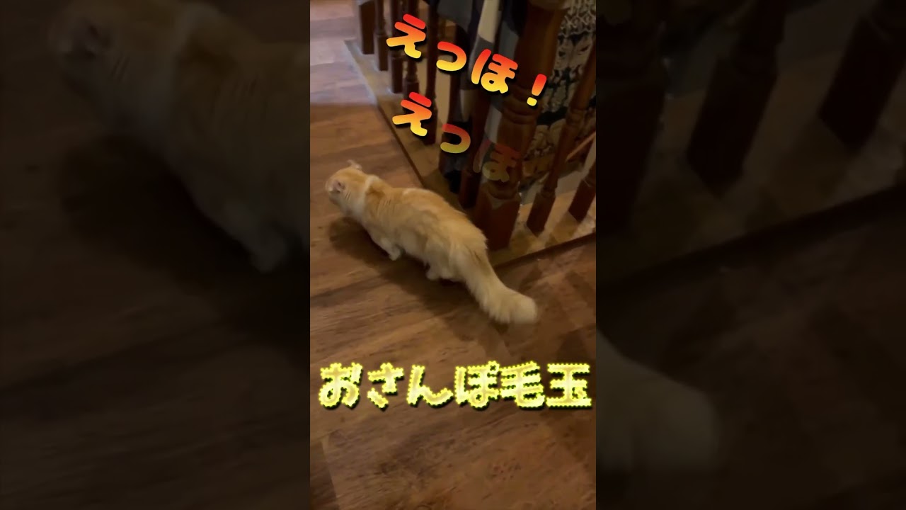 【キンカロー】おさんぽ毛玉【マンチカール】