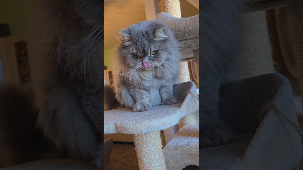 #shorts#cat 毛茸茸的猫Máoróngróng de māo Katze fluffy flauschig