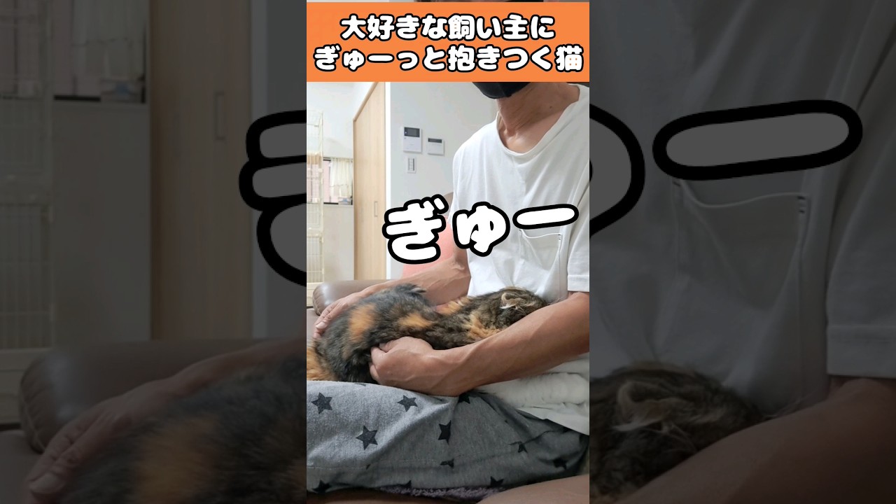 大好きな飼い主にぎゅーっと抱きつく猫 #shorts #猫 #スコティッシュフォールド