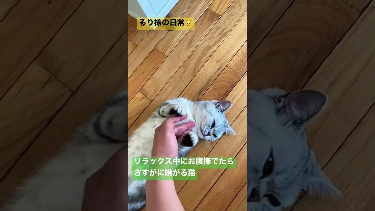 リラックス中にお腹撫でたらさすがに嫌がる猫【マンチカン】