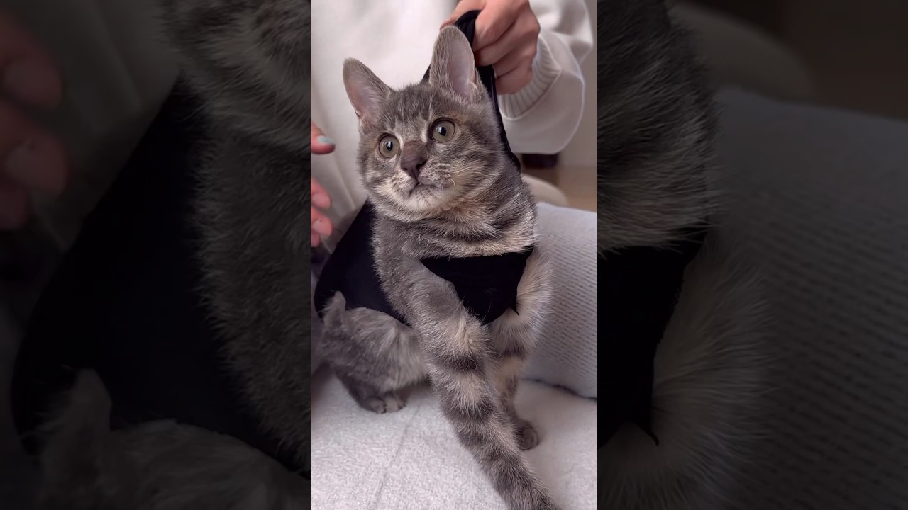 初めて立てました❣️ #保護猫 #cat #shorts