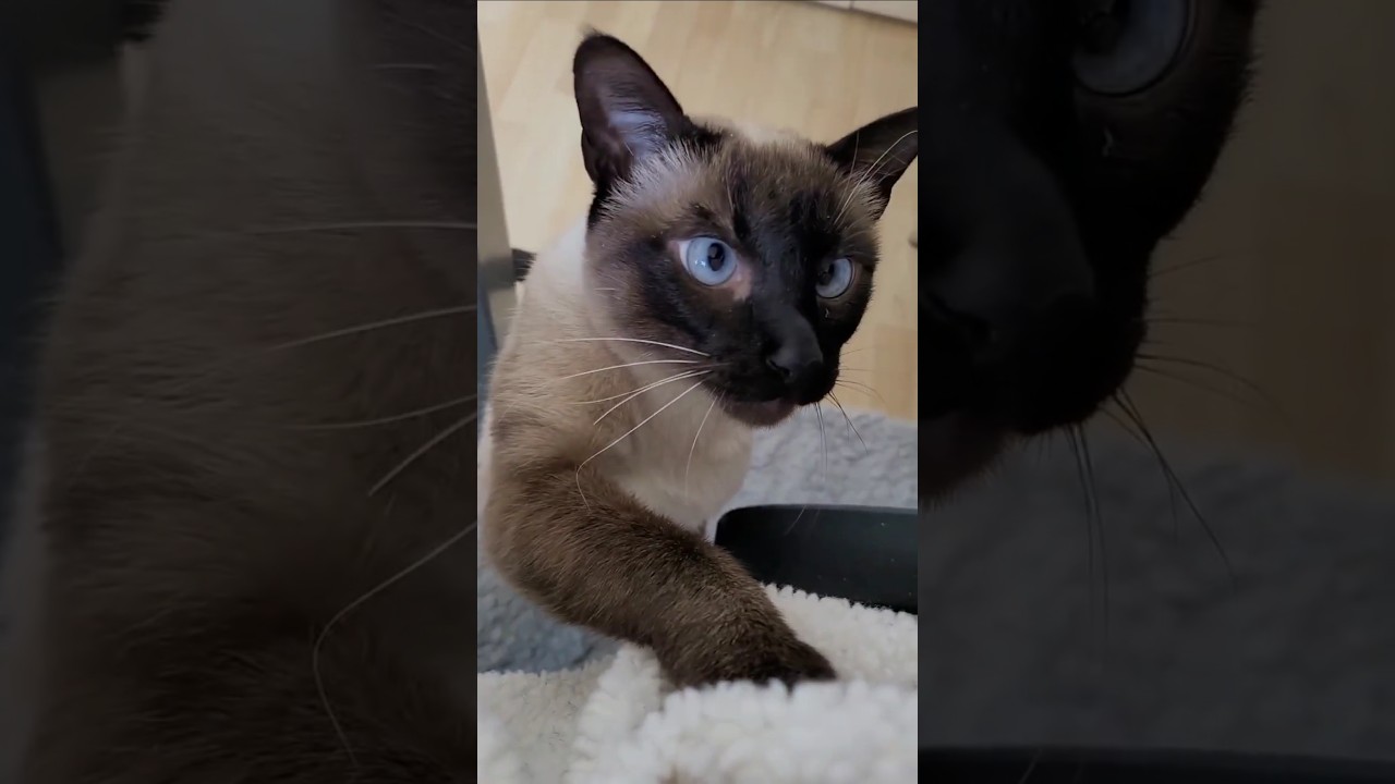 切実に遊びたい猫がこちら #シャム猫ひおろ #散歩猫 #shortvideo