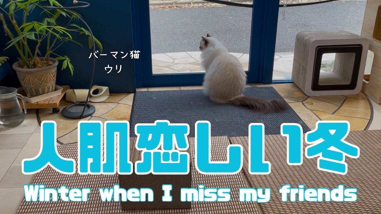 バーマン猫ラフとガブとウリ【人肌恋しい冬】Winter when I miss my friends（バーマン猫）Birman/Cat