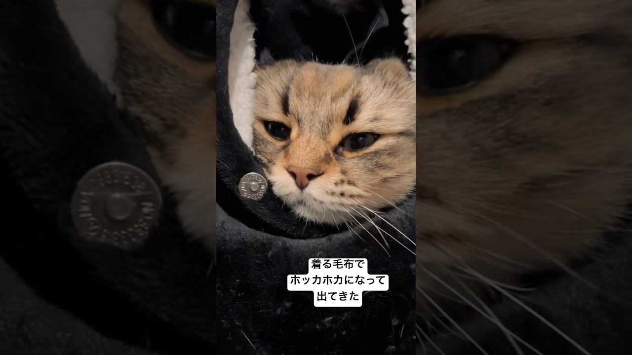 着る毛布だいすきネコちゃん #猫 #サイベリアン #着る毛布