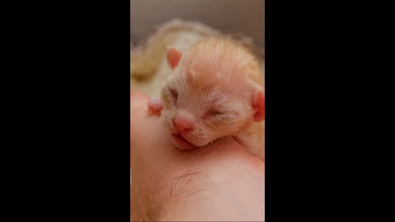 6 Day old kittens Devon rex. They are adorable and handsome #shortsvideo