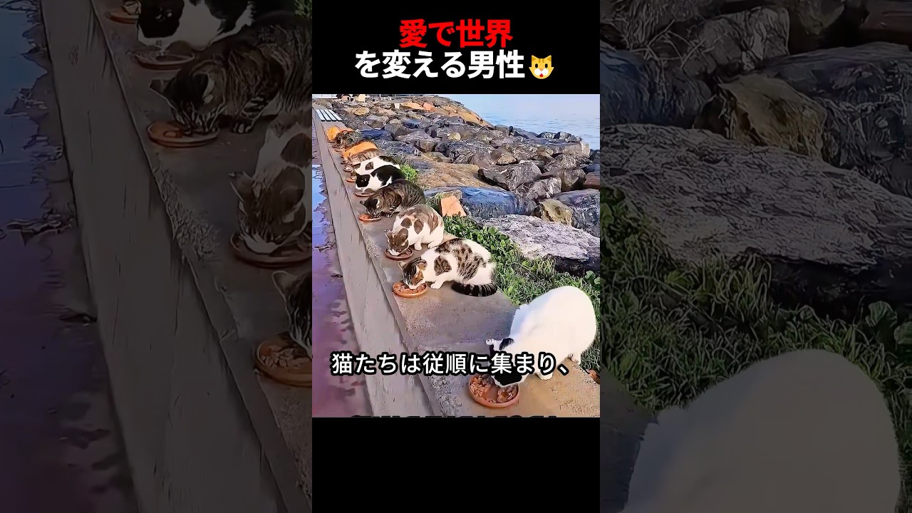 親切な男性が毎日野良猫に餌をやっている