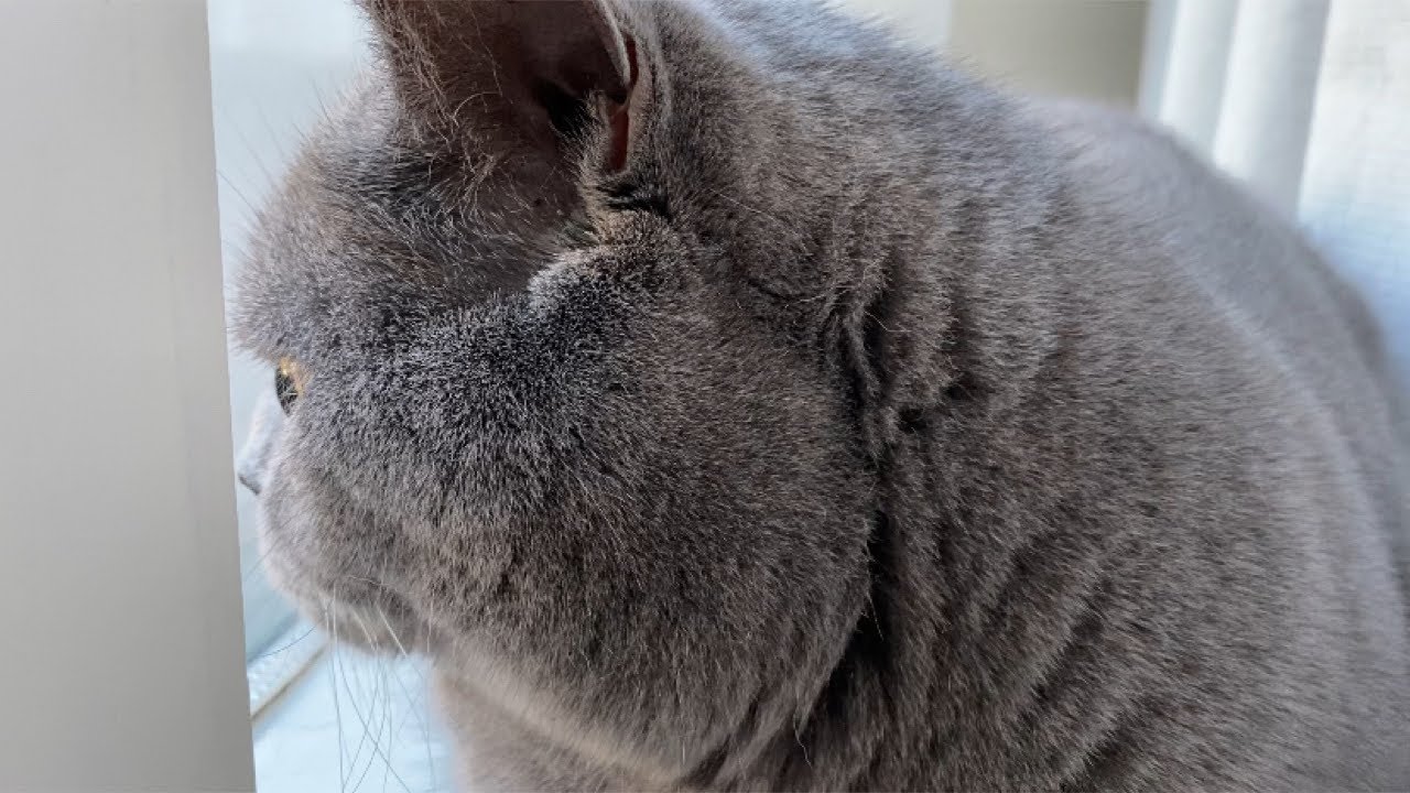 【Brilog 039】ヒーターでホクホクに温まる猫🍠／ブリティッシュショートヘア