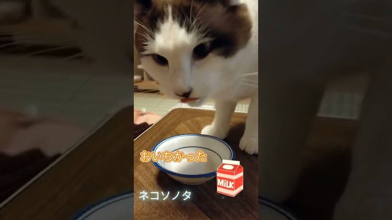 高速ミルクのみ天ちゃん #shorts #シャム猫 #シャム猫ミックス