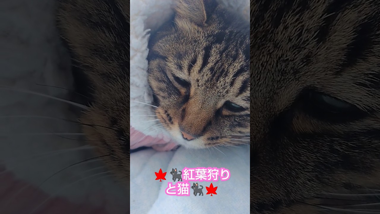 🍁🐈‍⬛紅葉狩りと猫🐈‍⬛🍁🐈‍⬛(Autumn leaf viewing and cats🐈‍⬛🍁)🐈‍⬛(Observação de folhas de outono e gatos🐈‍⬛🍁)