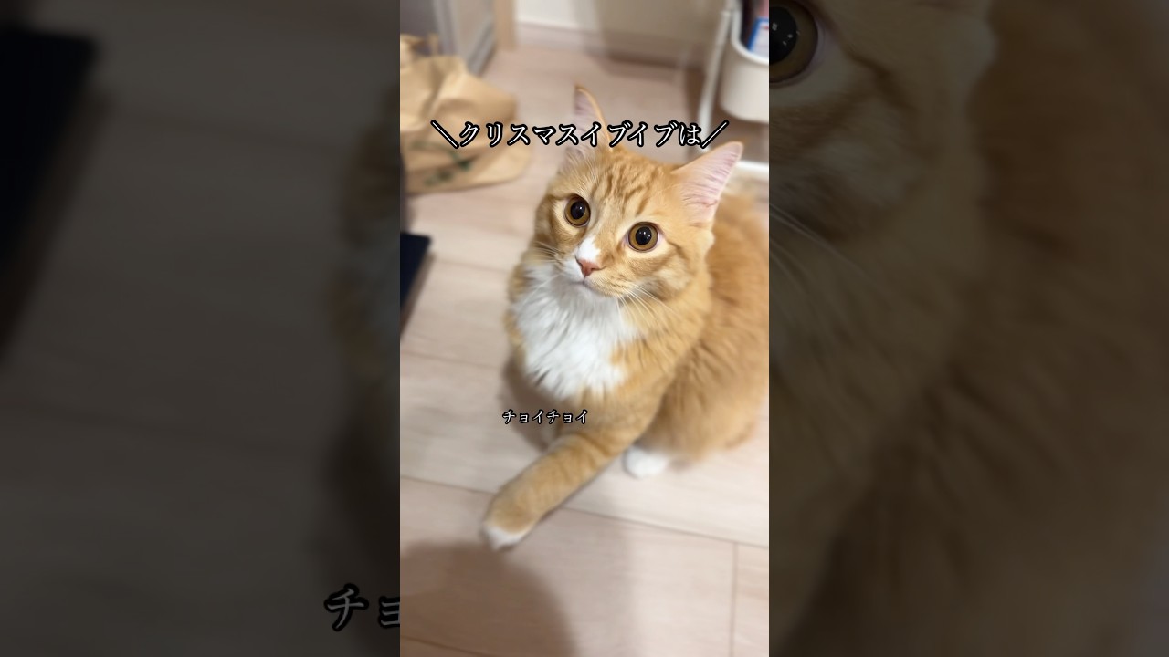 クリスマスが楽しみなすいヴェル #猫#cat#サイベリアン #Siberian #Mau Mau#猫のいる生活