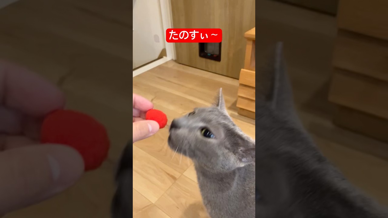 お気に入りなのにゃ〜猫#ロシアンブルー #猫