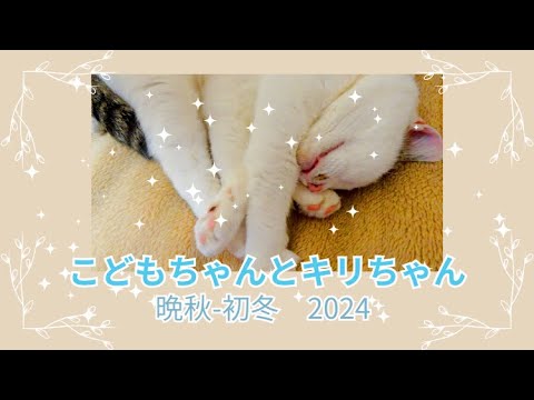 保護猫たちの日常