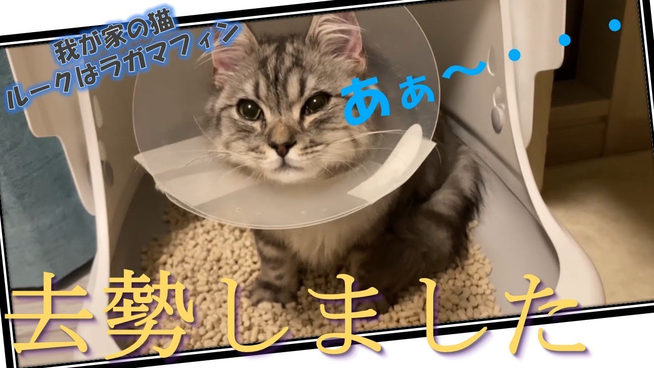 【Vlog】我が家のラガマフィンが去勢しました