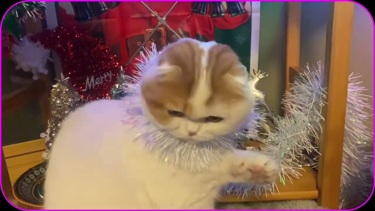 クリスマスリースを、作った､スコティッシュねこのマリオ君🐱