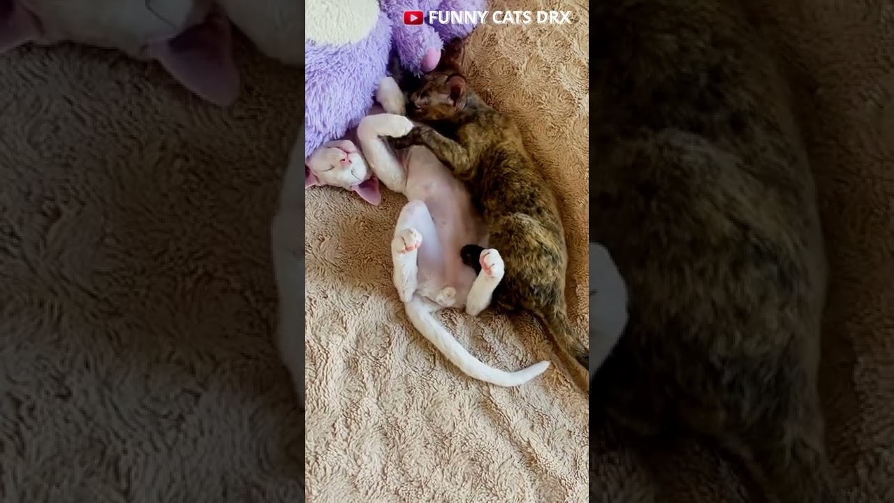 Can Cute Kittens Talk? Look at this )). Funny Cats Devon Rex. Brother And Sister relaxing. #shorts