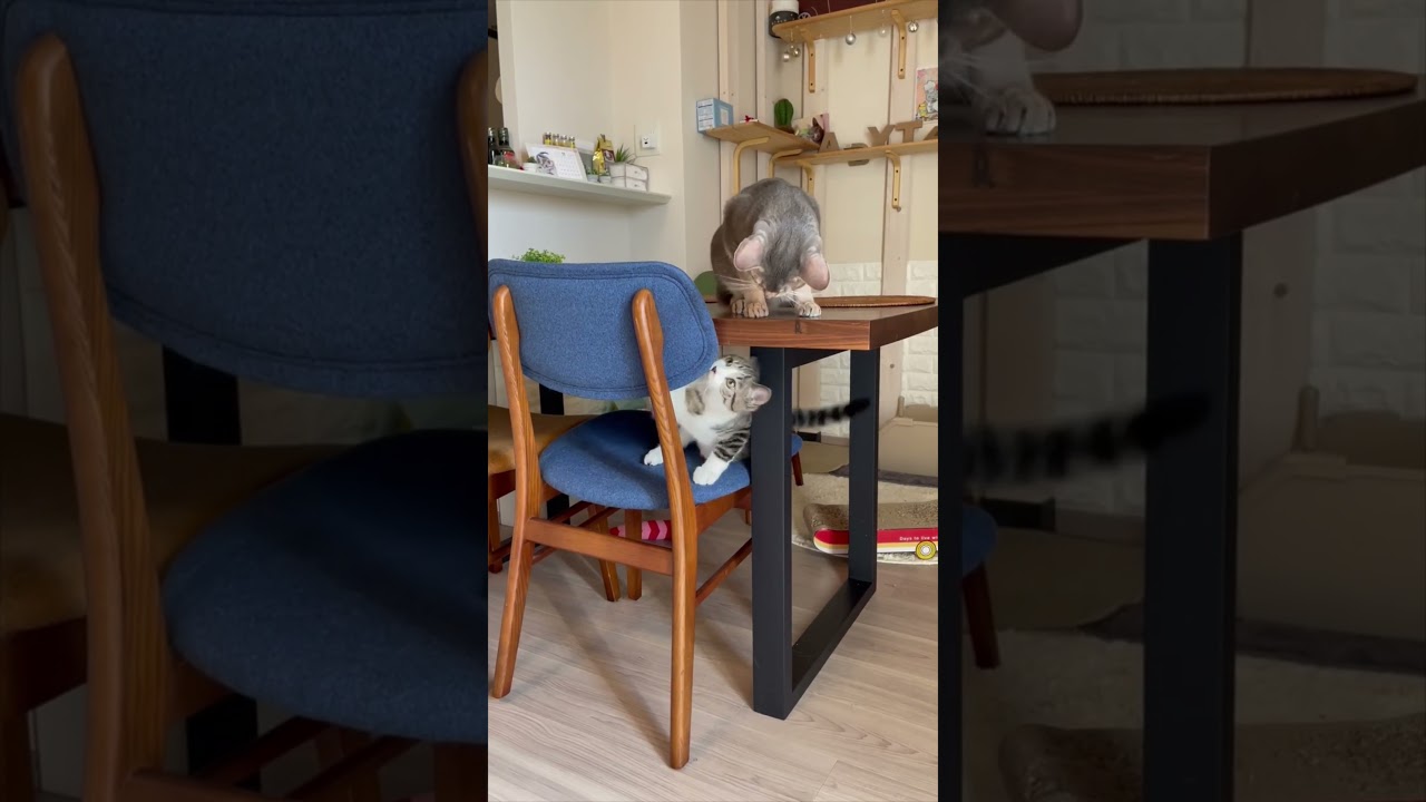 ニャン斗の拳3 #shorts #猫 #アビシニアン