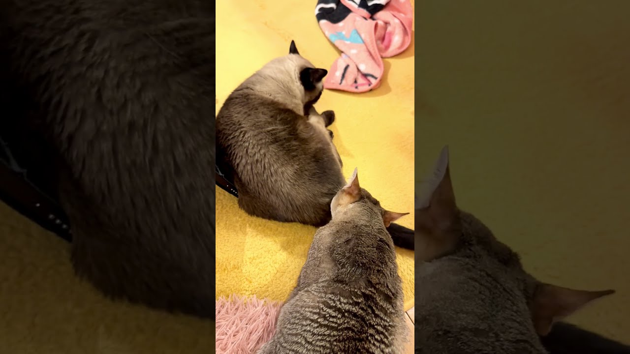 たぬき猫をペロペロしようとしたらサクッとよけられちゃったシンガプーラなのにゃ♪ #cat #シンガプーラ #トンキニーズ#たぬき猫