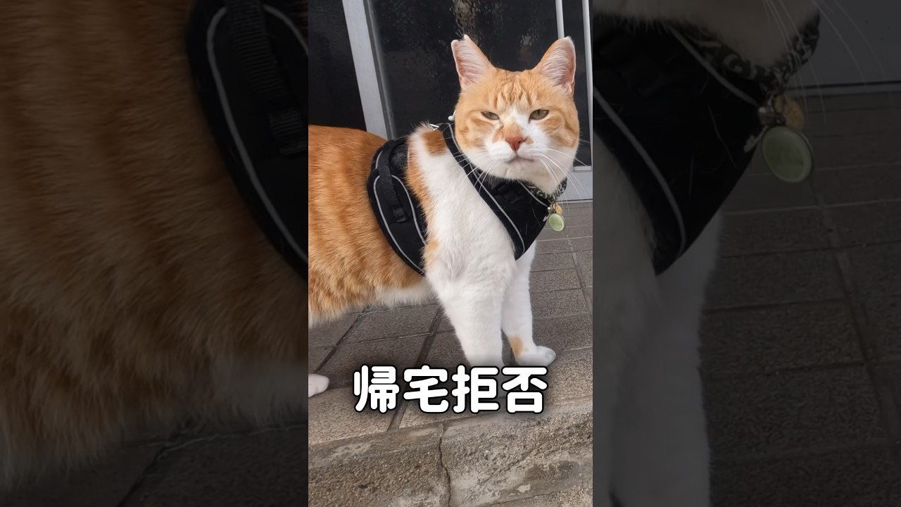 帰らない猫を一発で帰らせる魔法の言葉 #元野良猫チャチャ#猫武将 #猫侍  #ネコ #ねこ  #チャチャ #ねこさんぽ #ネコ #shorts