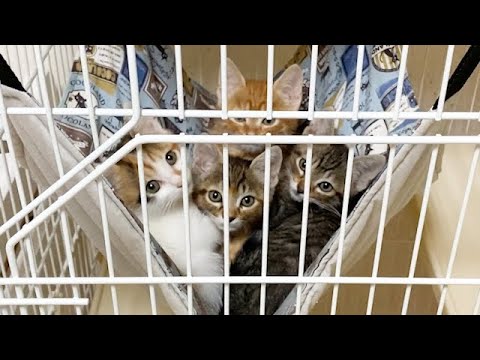 見つめてくる子猫たちをケージから解き放った結果