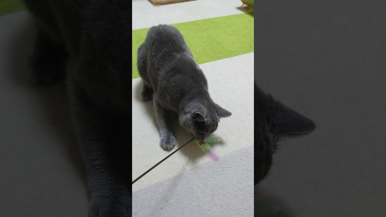 【猫動画】猫じゃらしで遊ぶシャルトリュー #shorts #猫 #ネコ #シャルトリュー  #cat  #ねこ #子猫