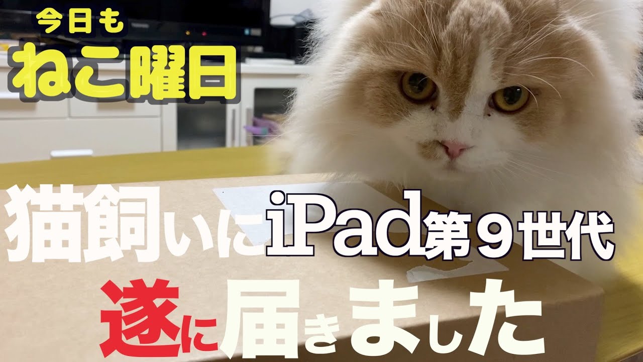 猫飼いにiPad第９世代　遂に届きました
