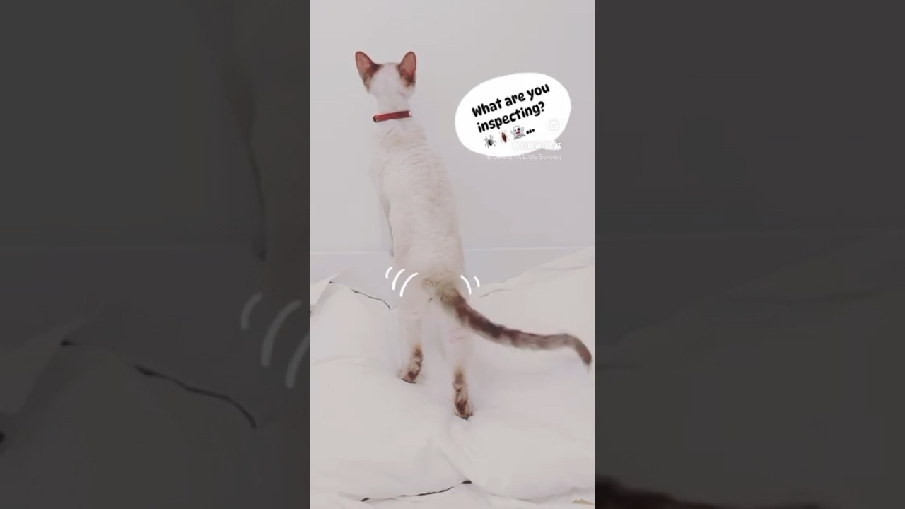 Detective Cat Chimimaru on the scene🕵️‍♂️🐾 #devonrex #デボンレックス