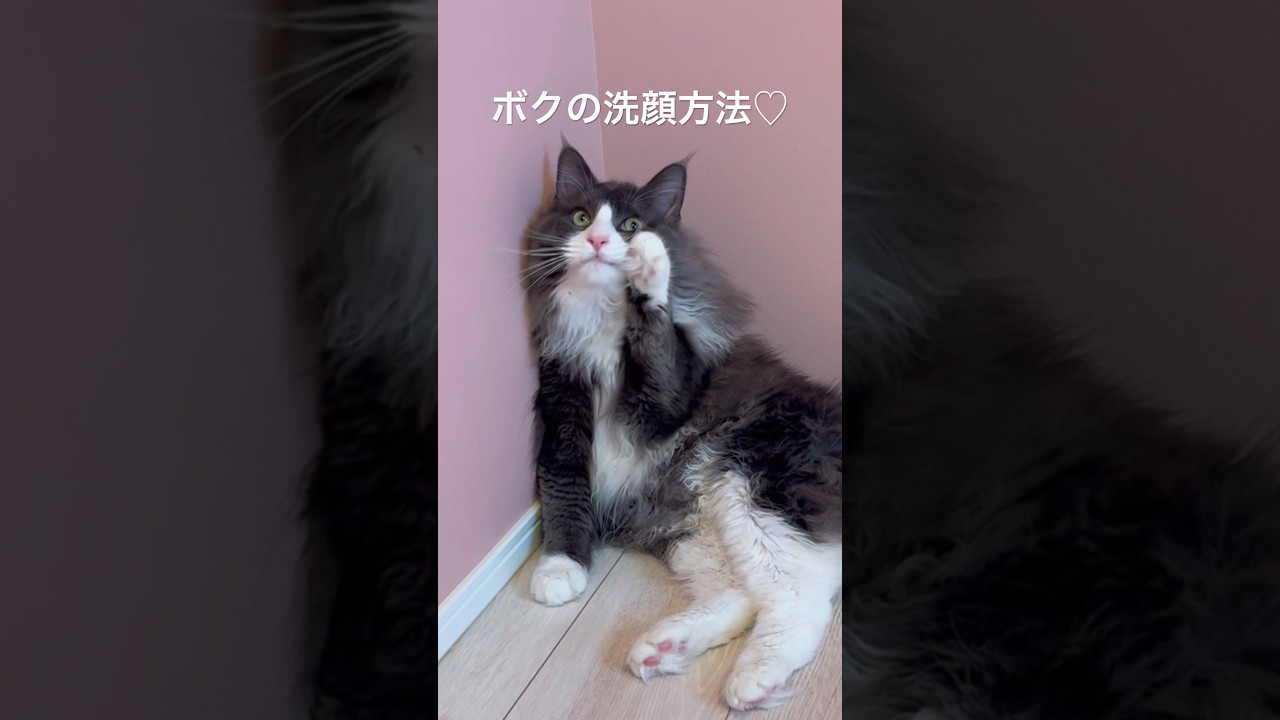ターキッシュアンゴラの可愛すぎる洗顔www#cat #ねこ #ターキッシュアンゴラ #毛づくろい#洗顔#shorts