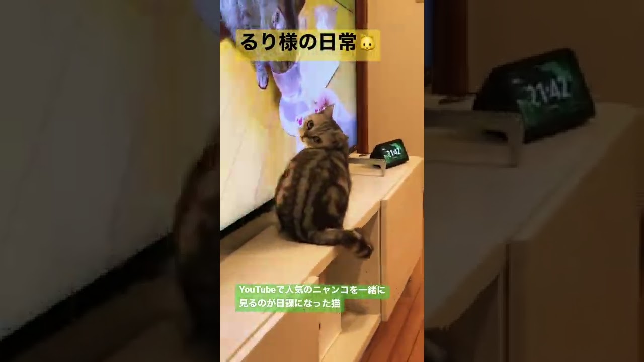 YouTubeで人気のニャンコを一緒に見るのが日課になった猫【マンチカン】