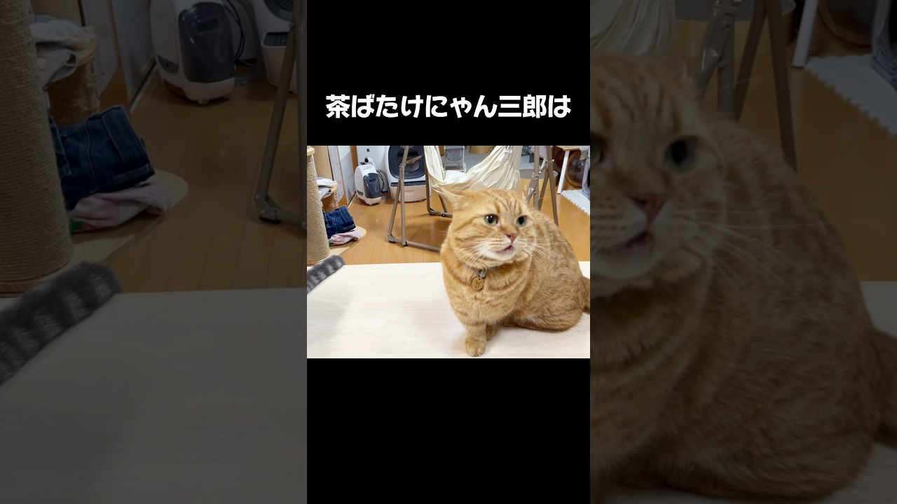 茶畑にゃん三郎は知っている #猫 #マンチカン #shorts