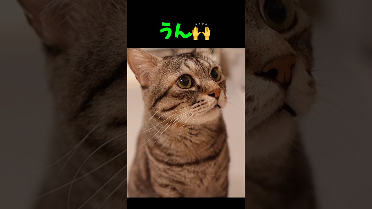目を細めて「ふぅん」とお返事❣️愛おしい可愛いピノ猫 #猫 #保護猫 #cat