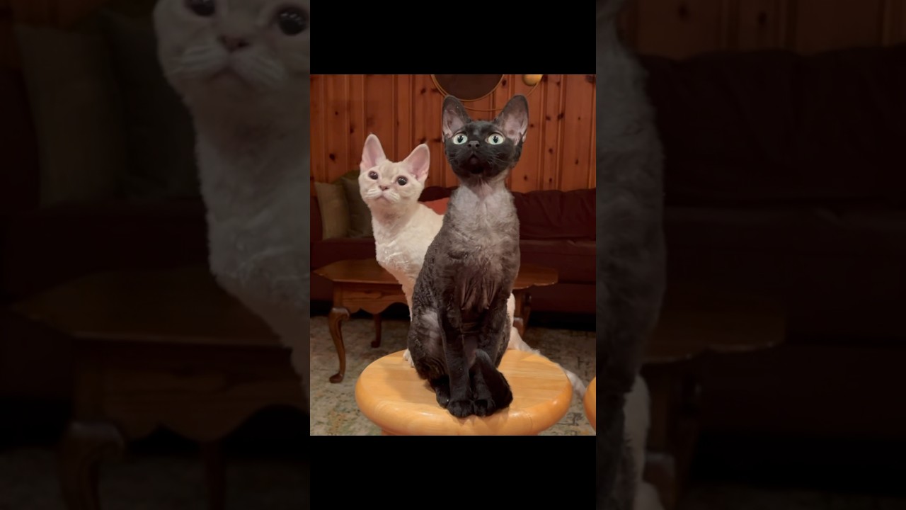 Devon Rex Cats #devonrex #cats #catlover #cat #devonrexcat #CapCut