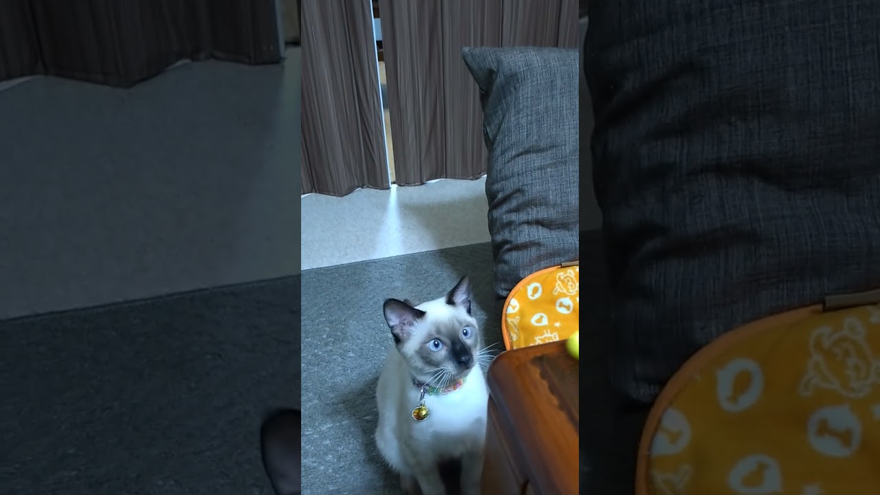 ちょこ8/18ハンドスピナーで遊ぶ#シャム猫 #中猫