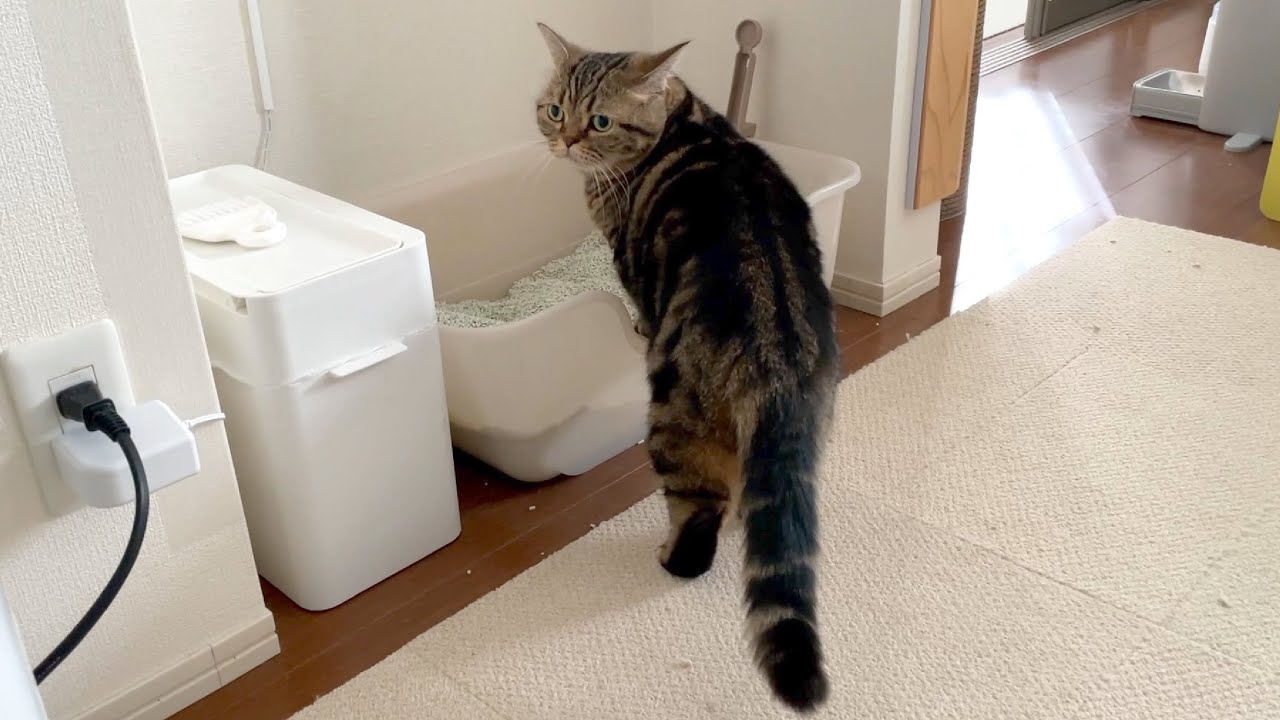 似たもの兄弟猫の朝のルーティーン