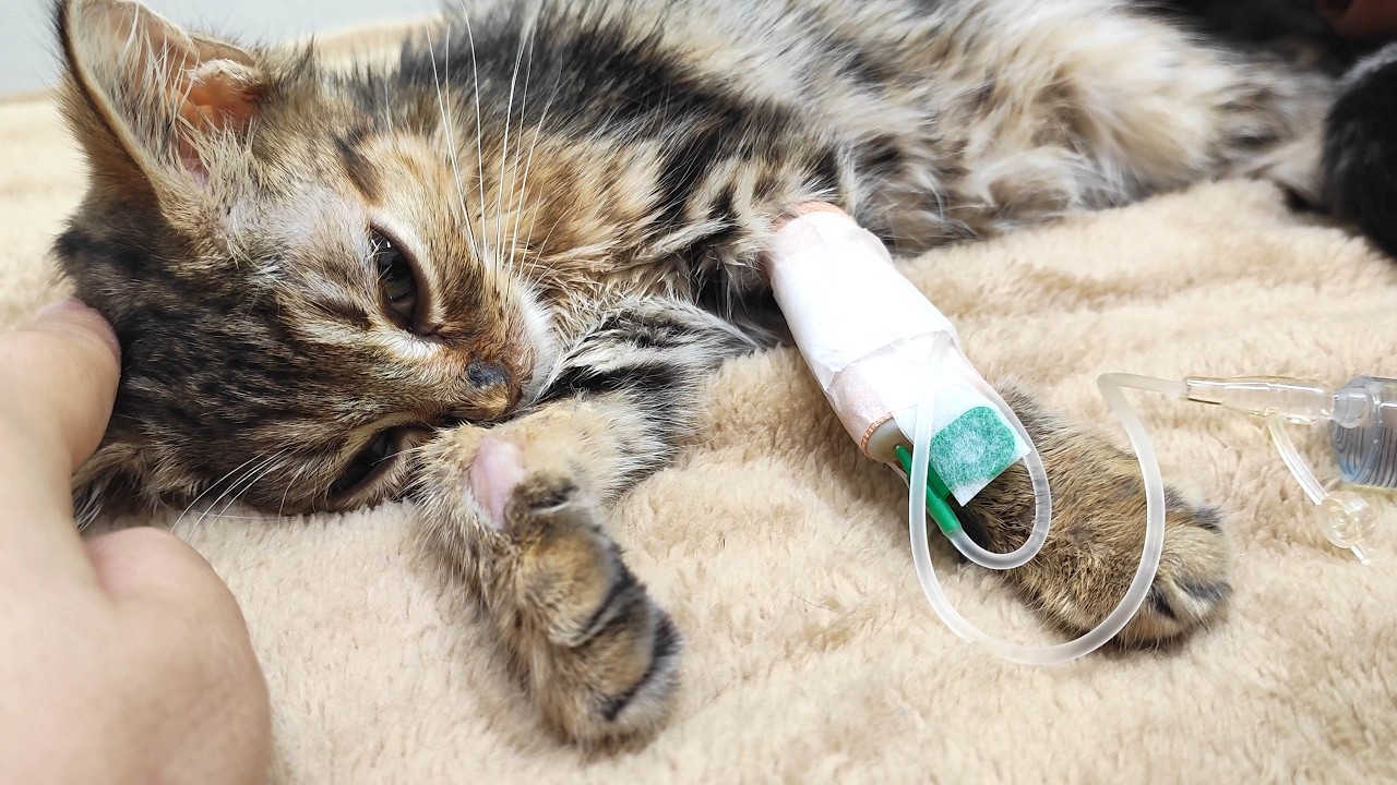 ケトアシドーシスも発症したFIP闘病中の子猫。獣医も驚く奇跡の生命力。